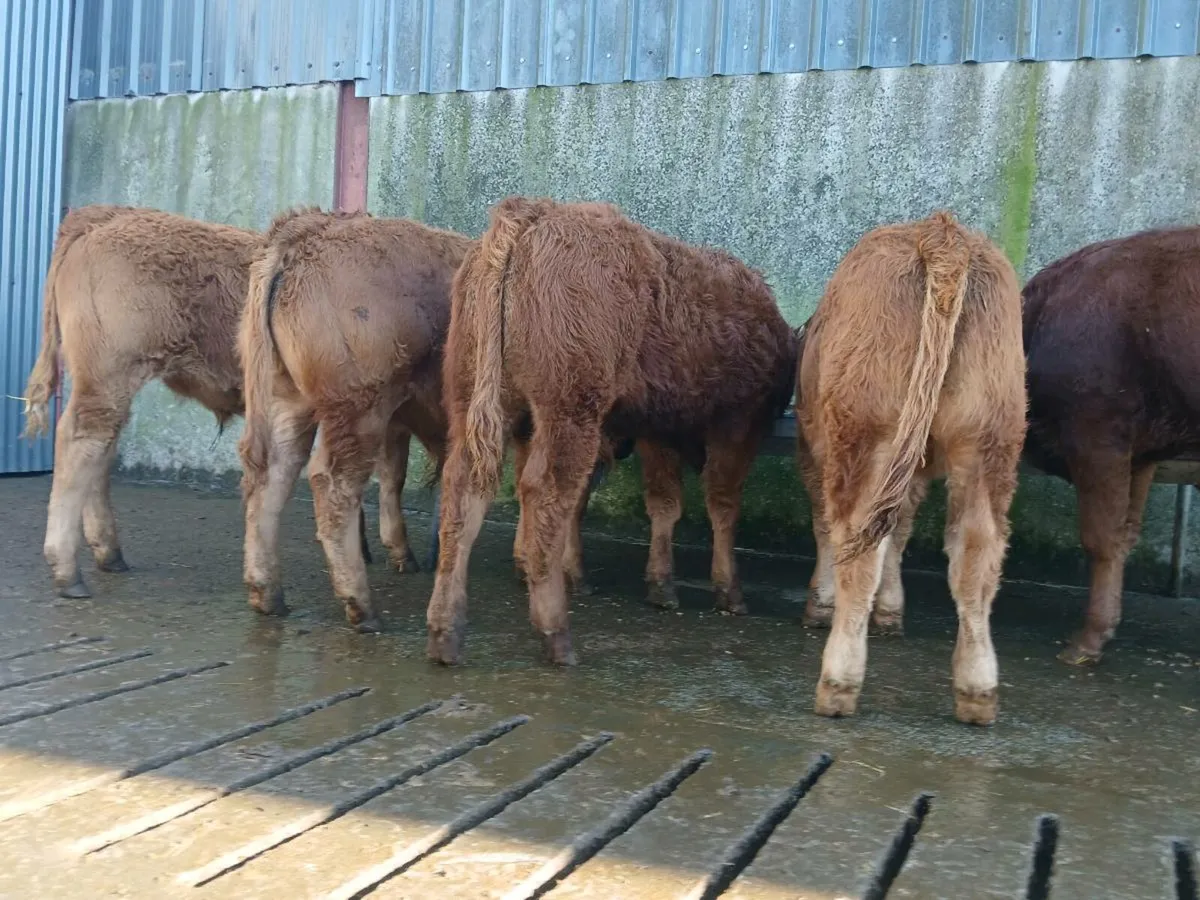 10 Super Bull Weanlings - Image 2