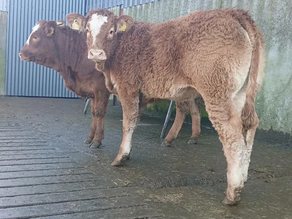 🌟 3 Breeding Heifers 🌟 - Image 1