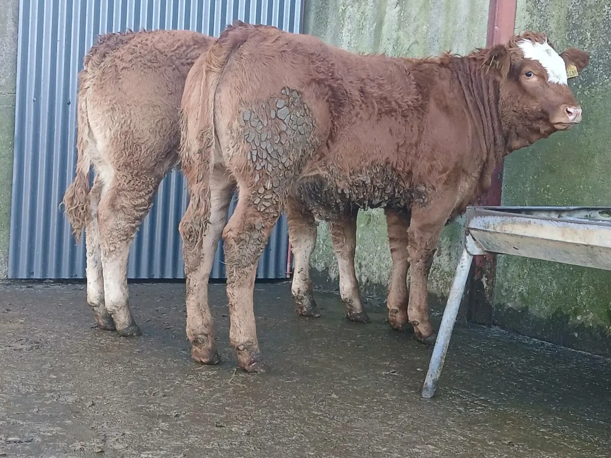 🌟 3 Breeding Heifers 🌟 - Image 2