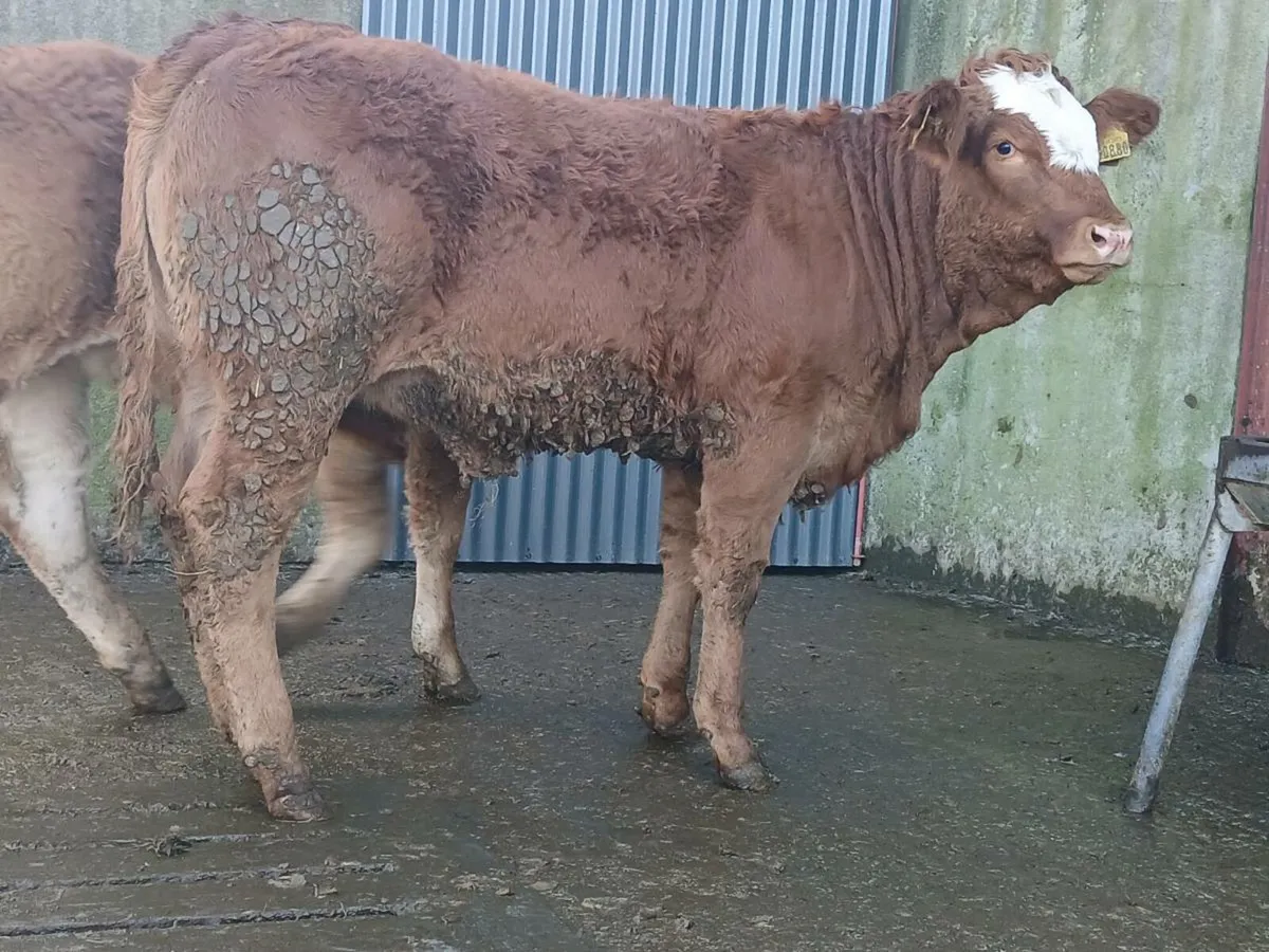 🌟 3 Breeding Heifers 🌟 - Image 3