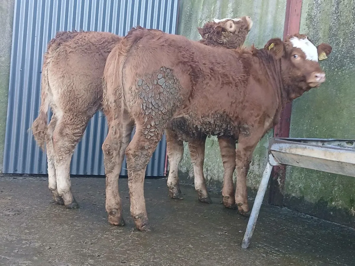 🌟 3 Breeding Heifers 🌟 - Image 4