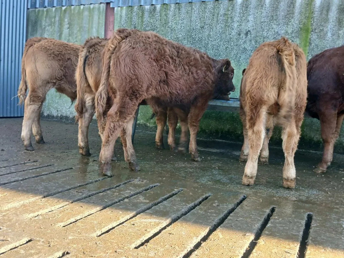 10 Super Bull Weanlings - Image 3