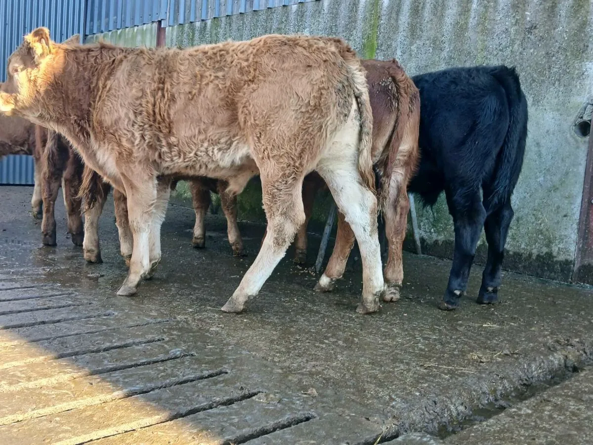 10 Super Bull Weanlings - Image 4