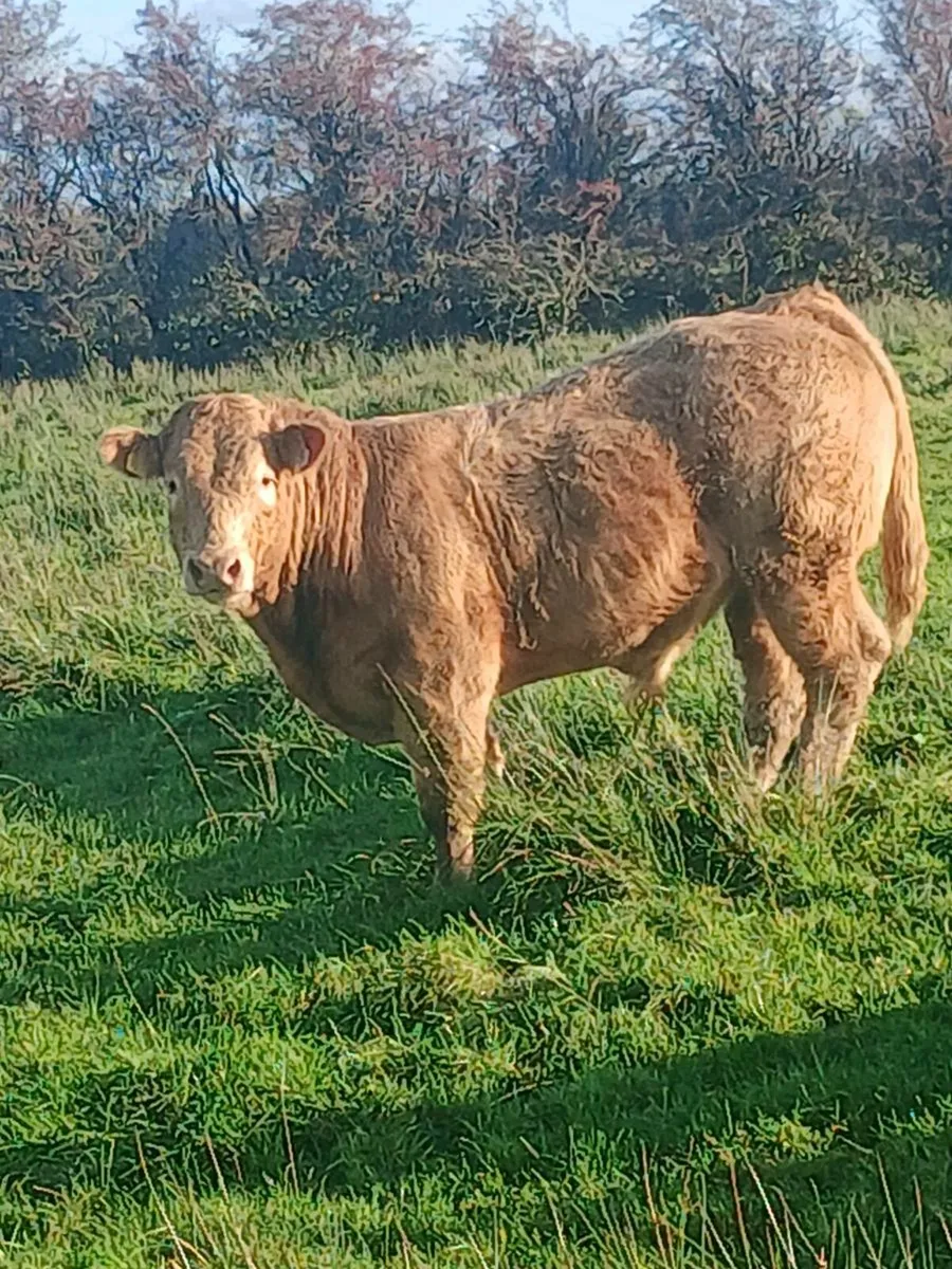 Organic cattle - Image 1