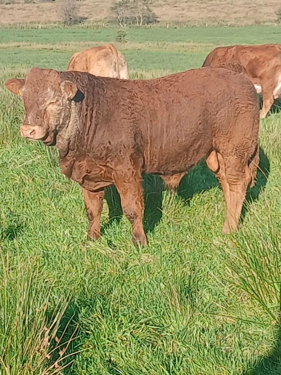 Organic cattle - Image 2