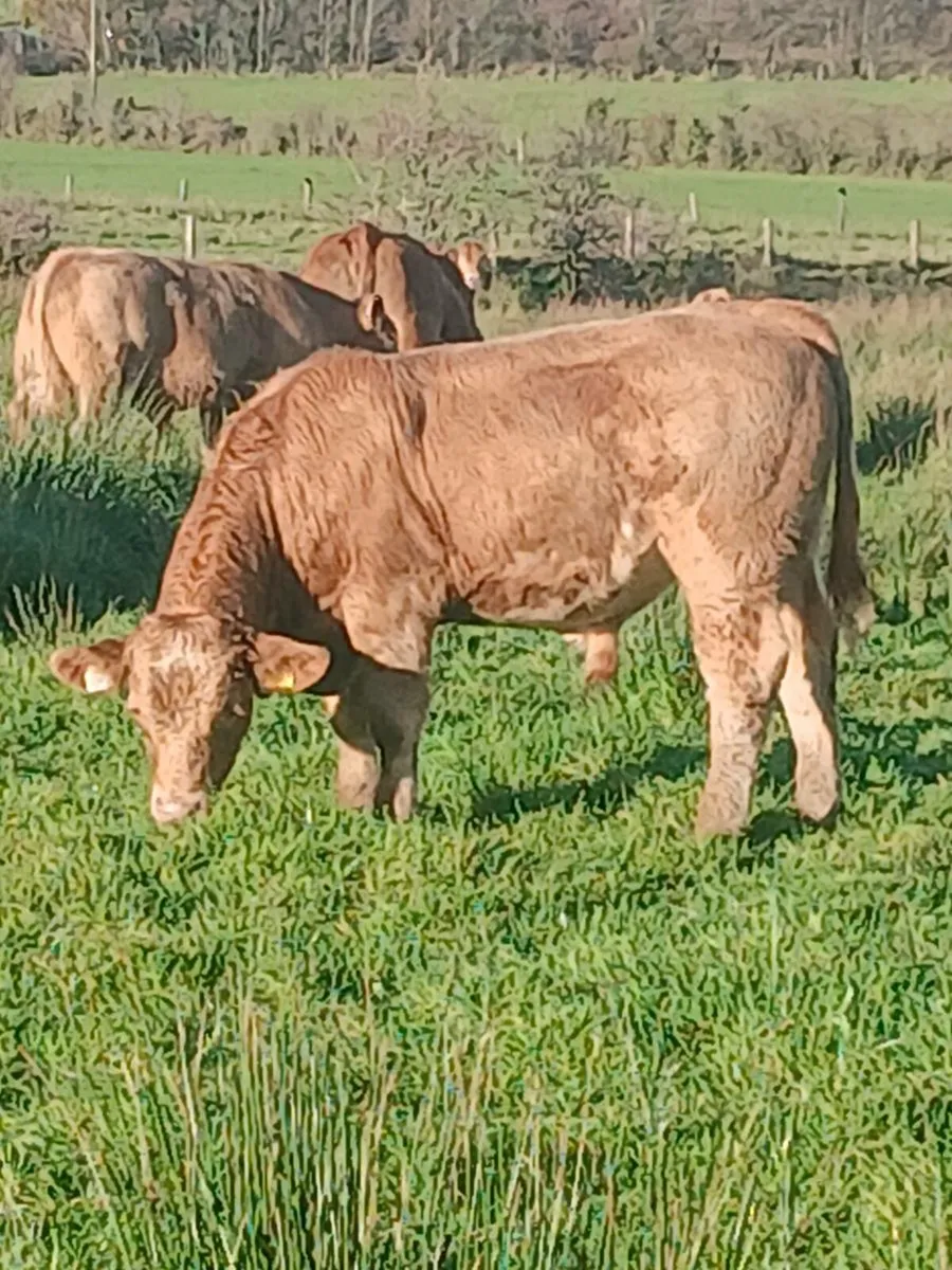 Organic cattle - Image 3