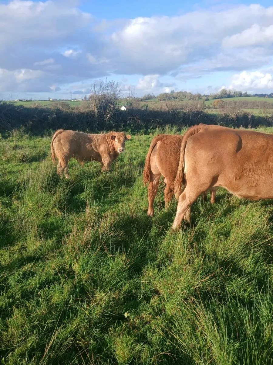 Organic cattle - Image 4