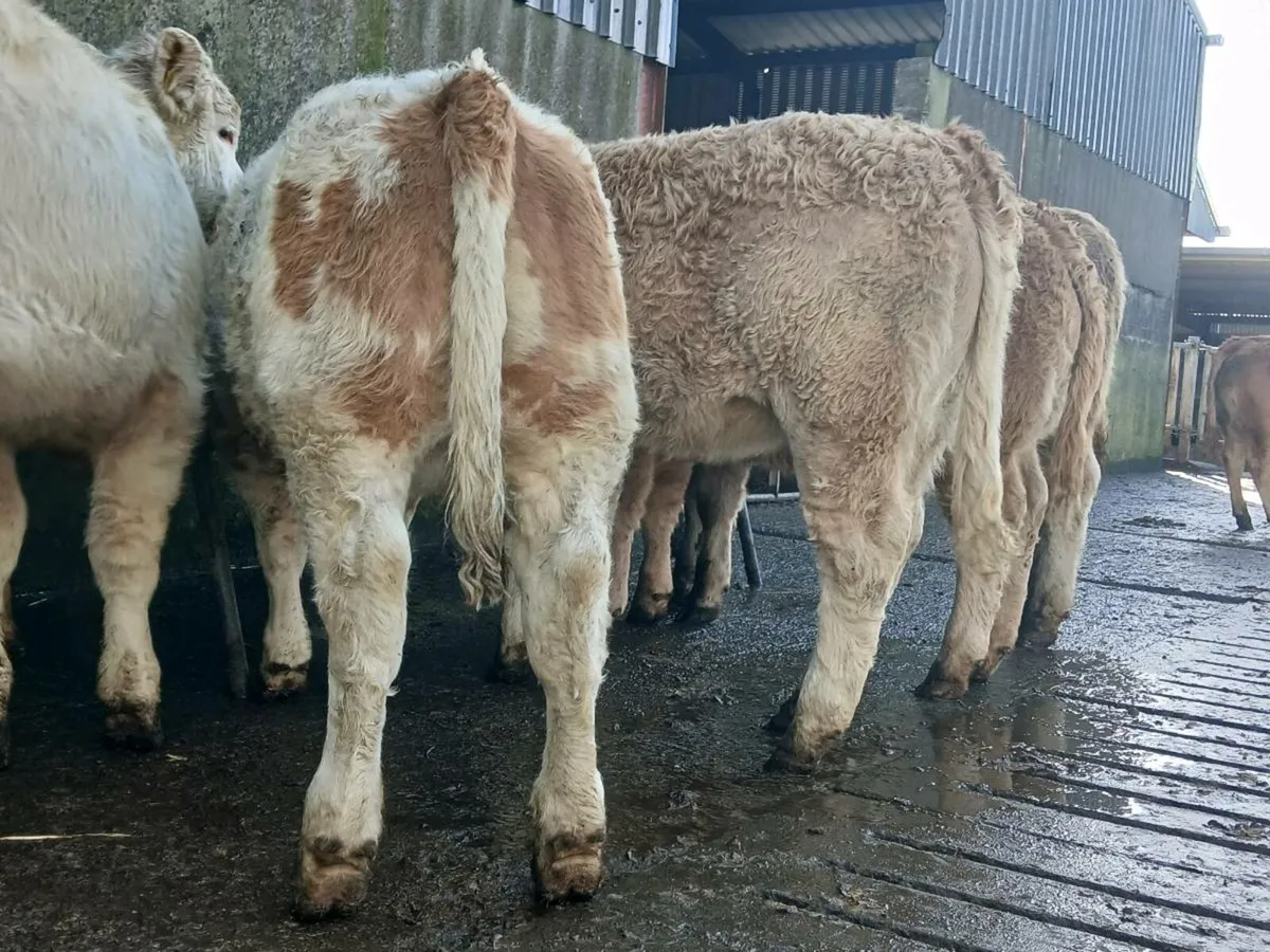 10 Super Heifer Weanlings - Image 3