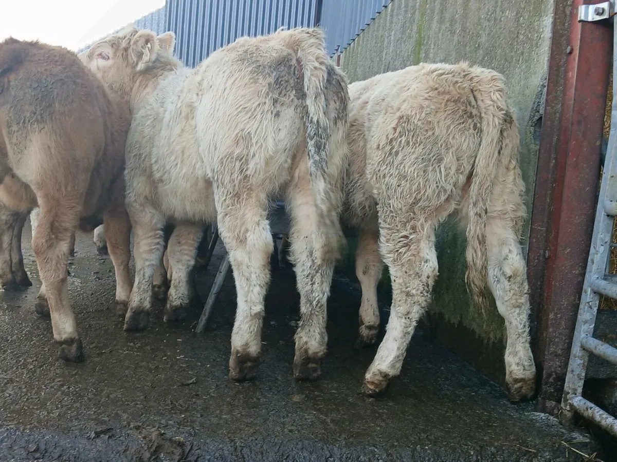 10 Super Heifer Weanlings - Image 4