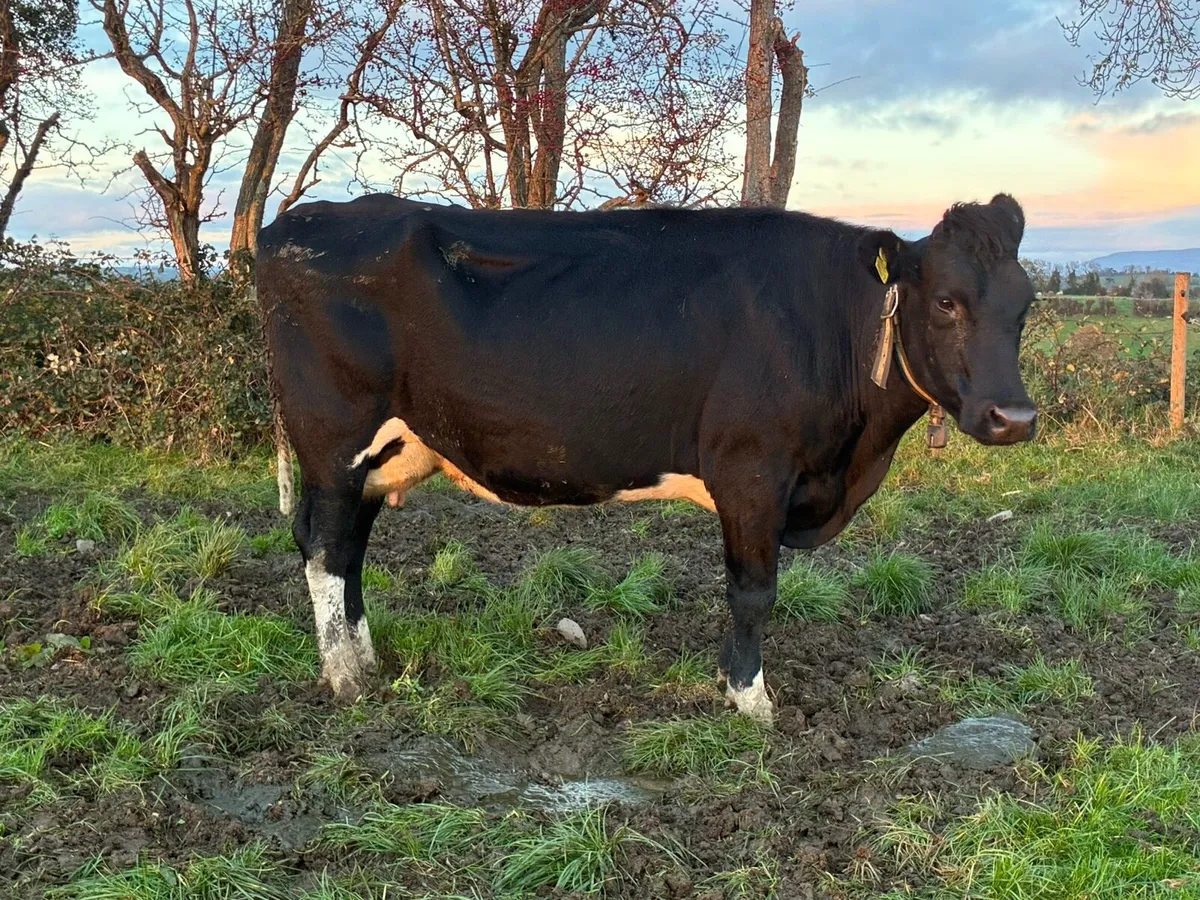 Empty Dairy Cows - Image 2