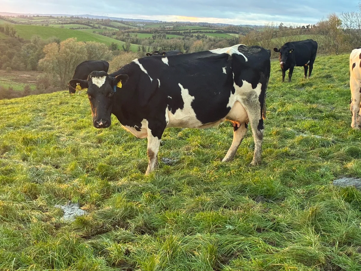 Empty Dairy Cows - Image 3
