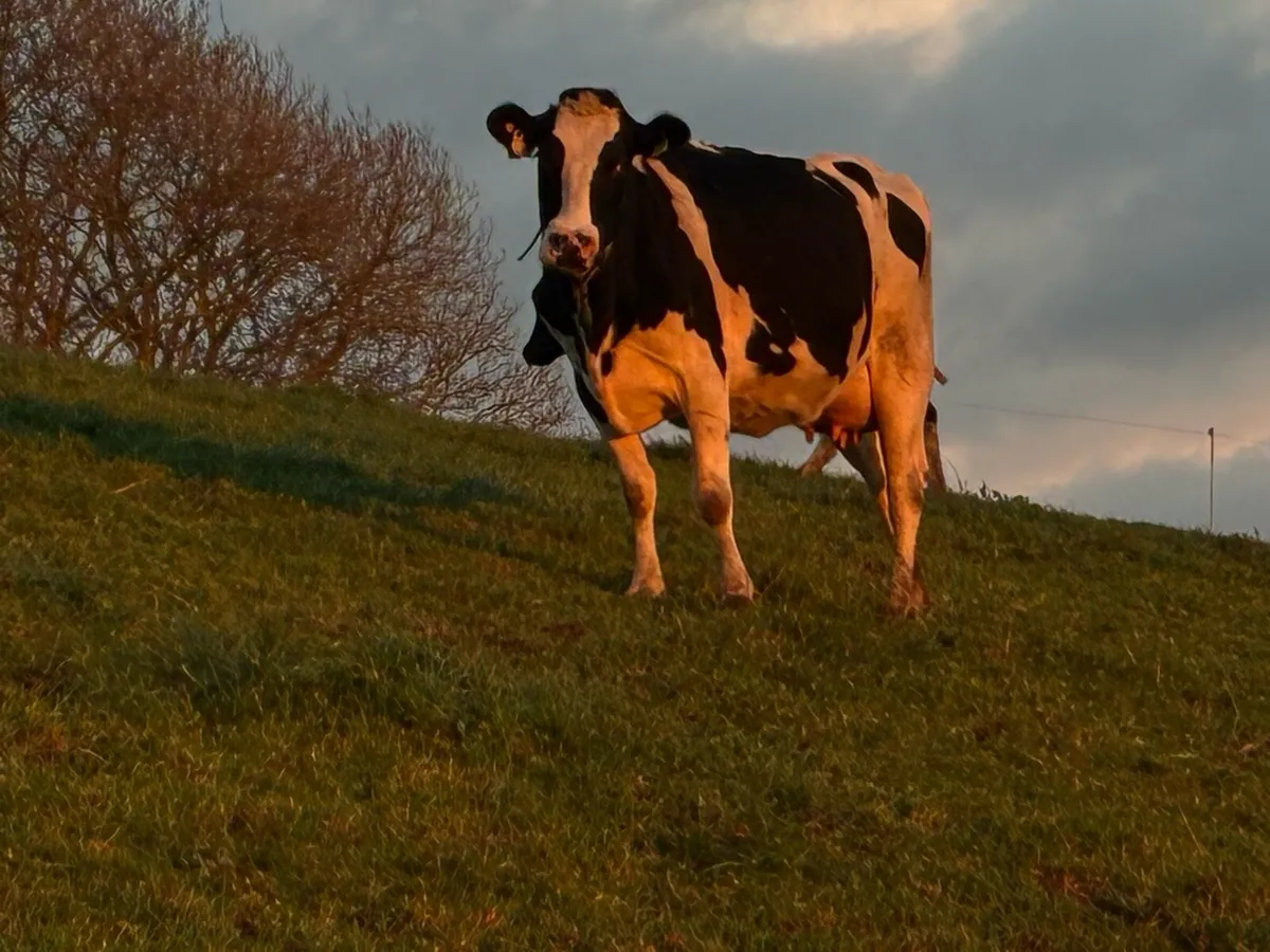 Empty Dairy Cows - Image 1