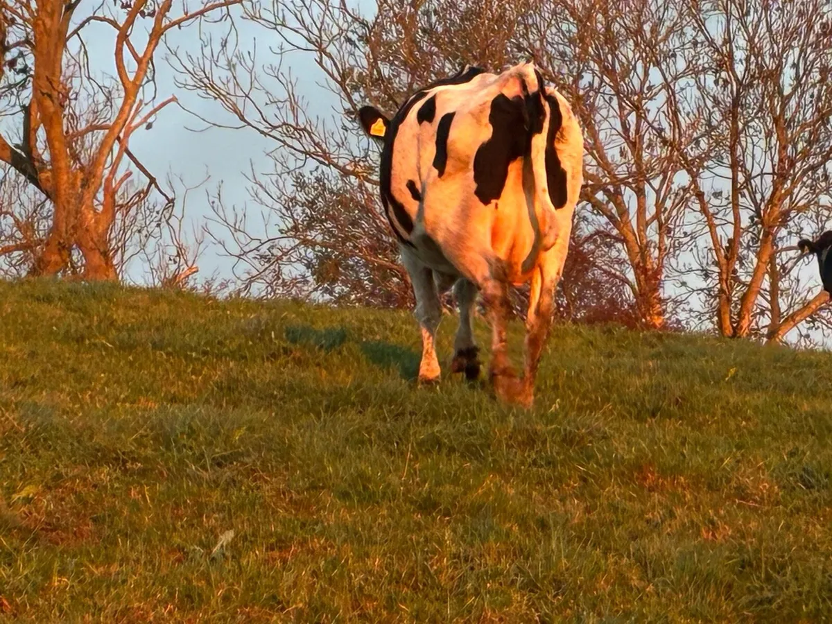Empty Dairy Cows - Image 4