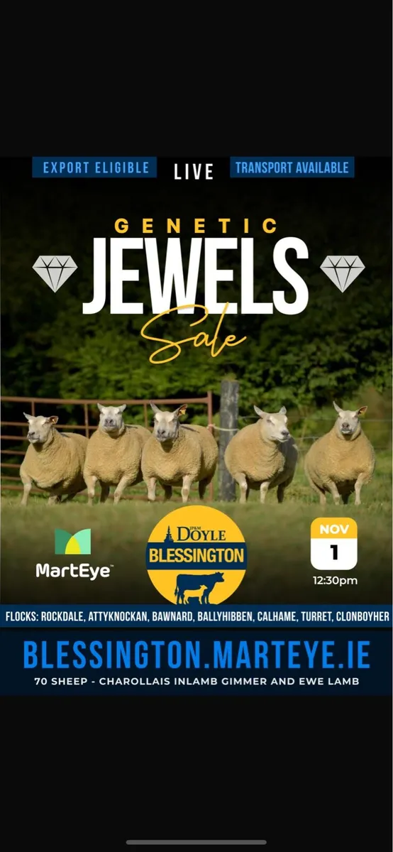 💎 Pedigree Charollais Female Sale 💎 - Image 1