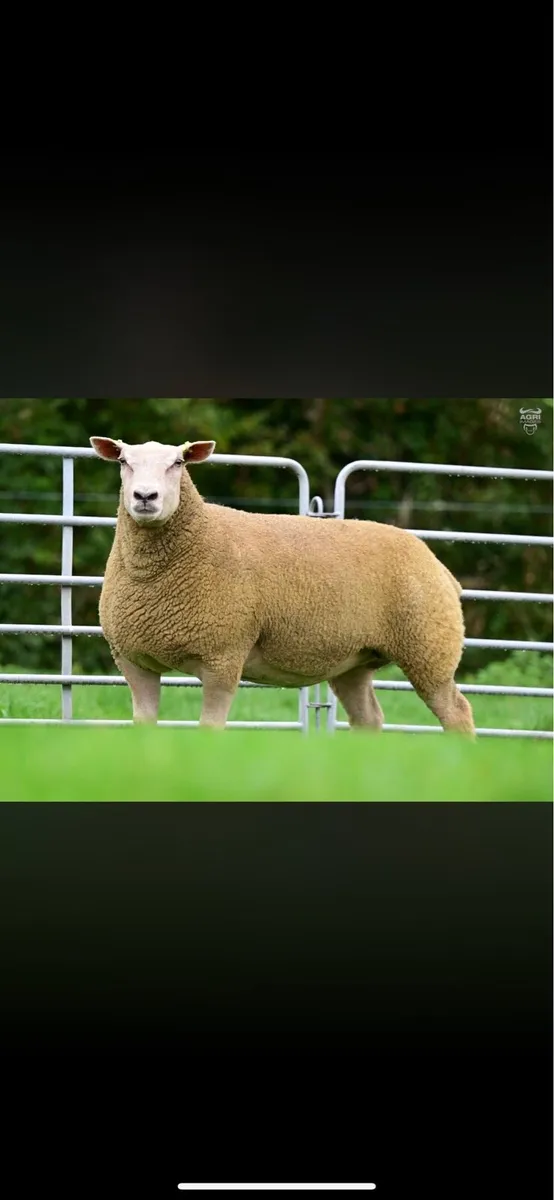 💎 Pedigree Charollais Female Sale 💎 - Image 2