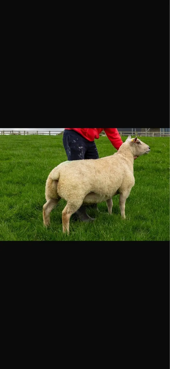 💎 Pedigree Charollais Female Sale 💎 - Image 3