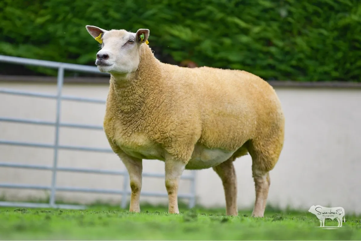 💎 Pedigree Charollais Female Sale 💎 - Image 4