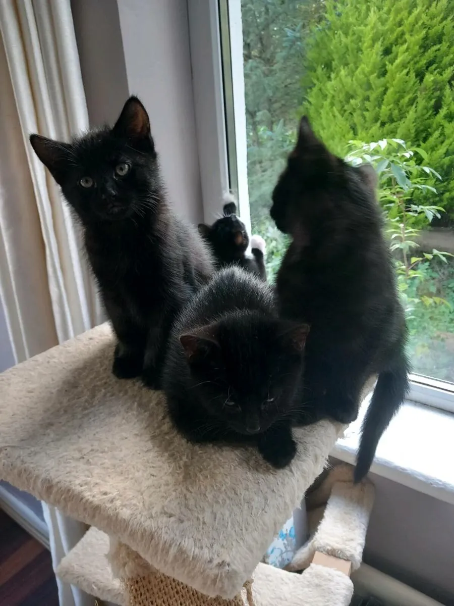 Lovely black kittens - Image 2