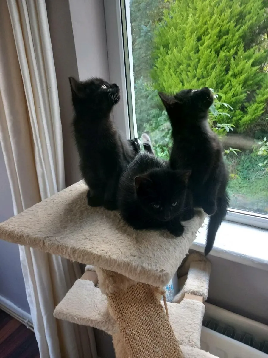 Lovely black kittens - Image 3