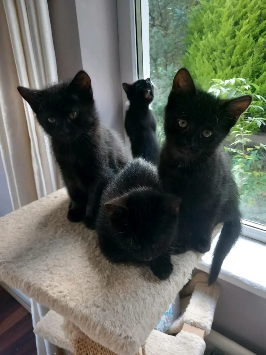 Lovely black kittens - Image 4
