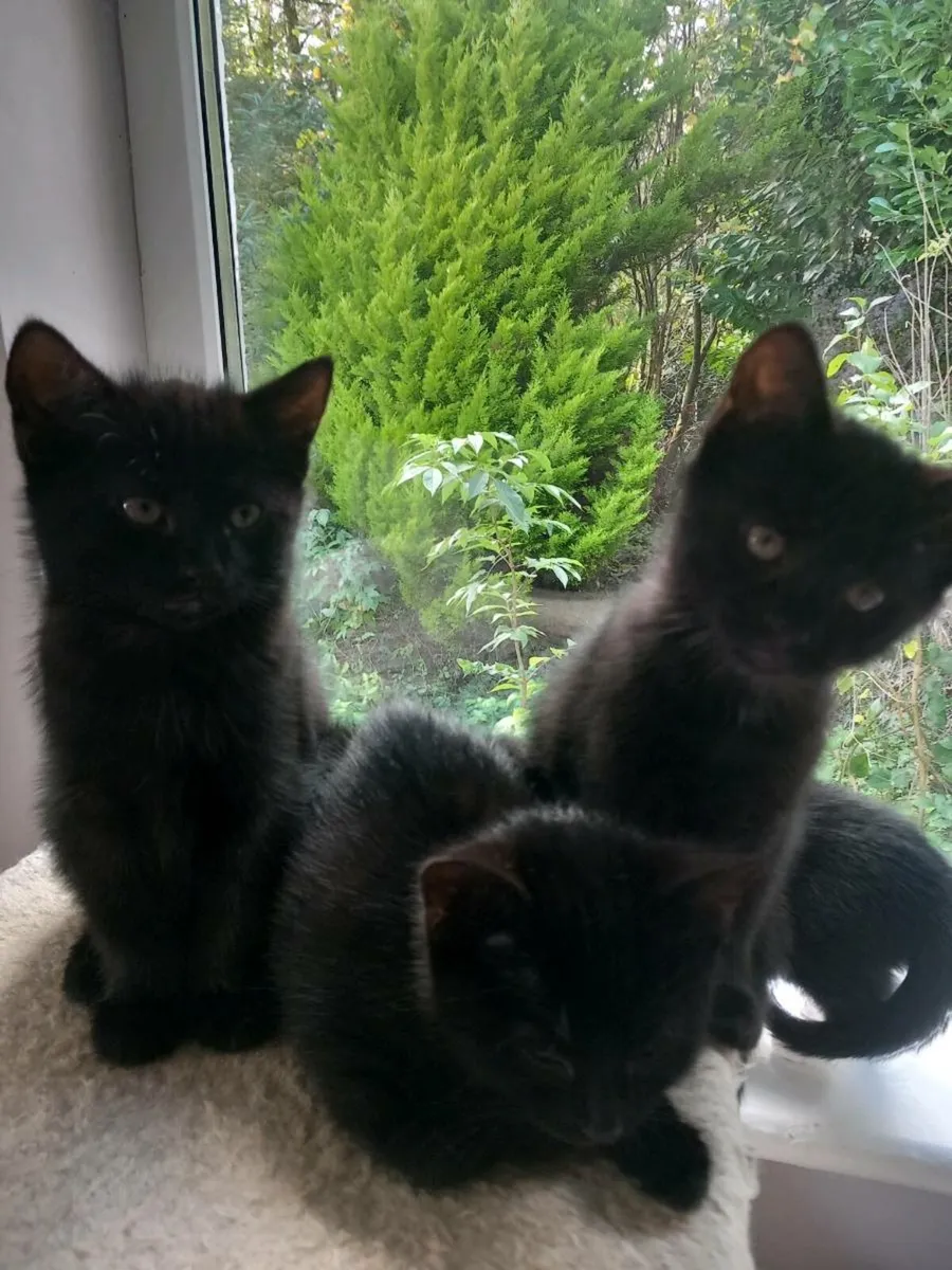 Lovely black kittens - Image 1