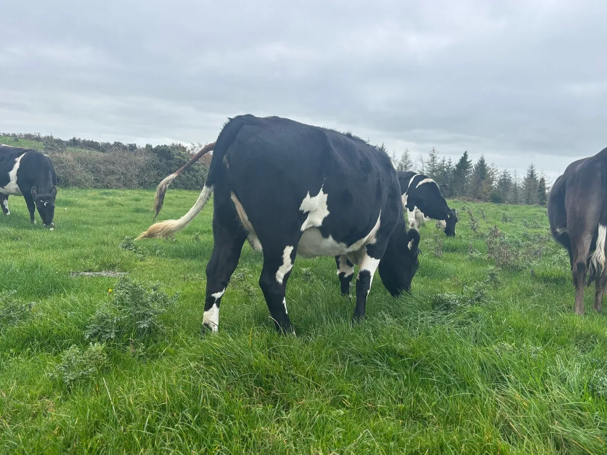 30 fr Heifers - Image 1