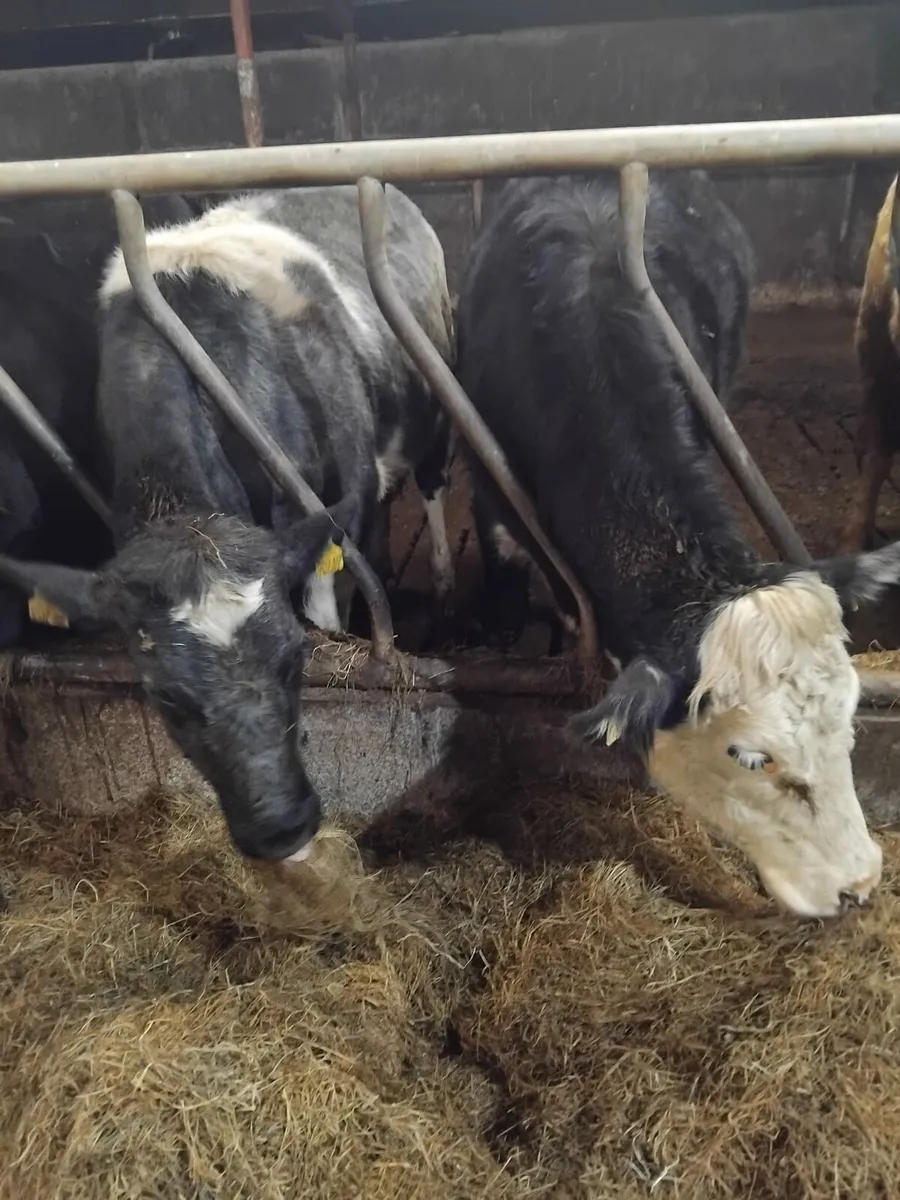 Springing heifers - Image 1