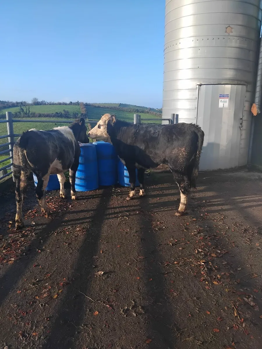 Springing heifers - Image 2