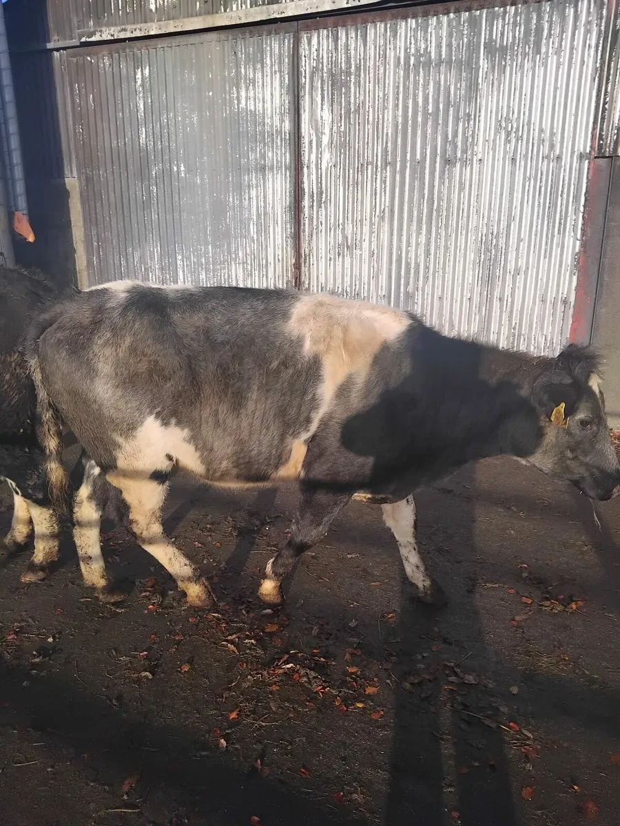 Springing heifers - Image 3