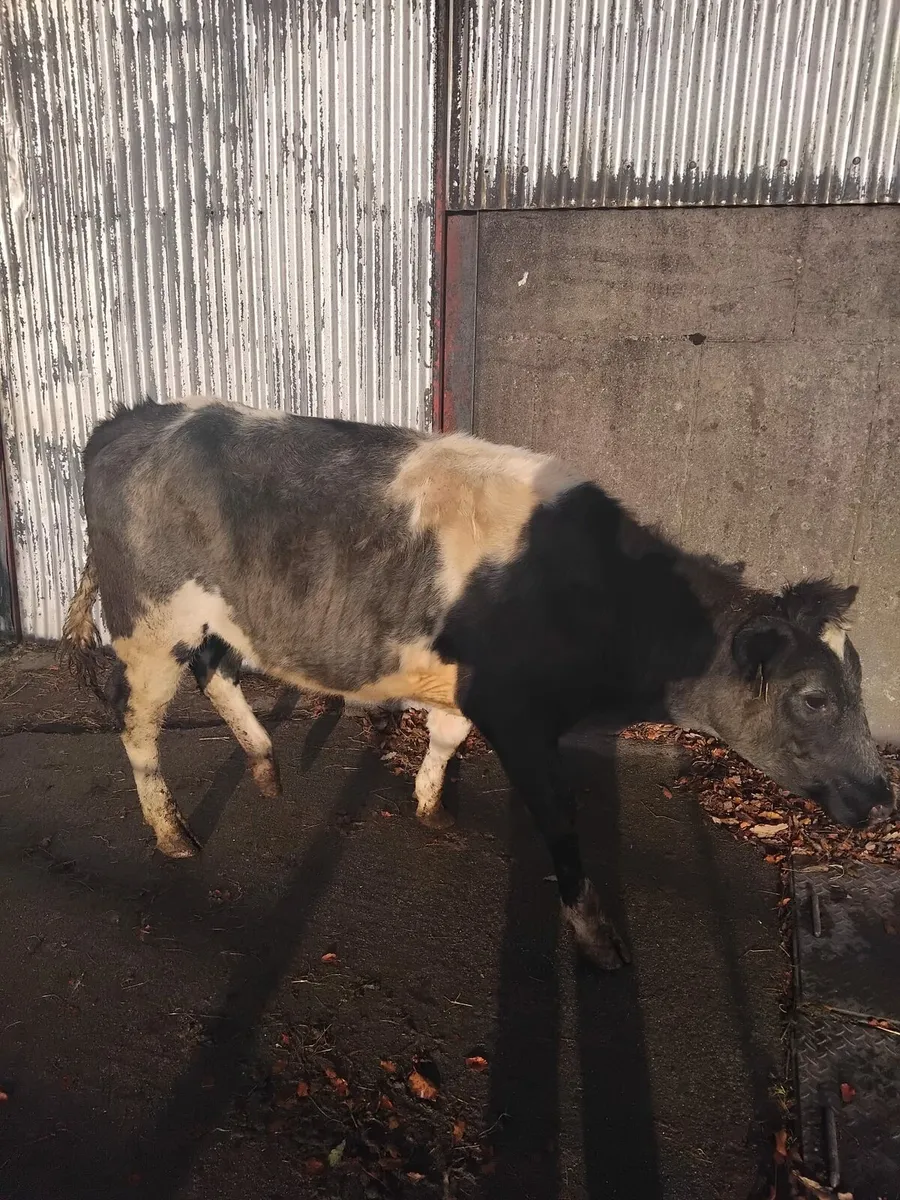 Springing heifers - Image 4