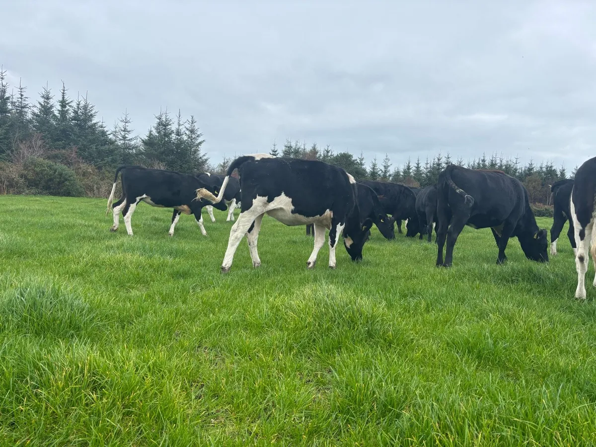 30 fr Heifers - Image 2