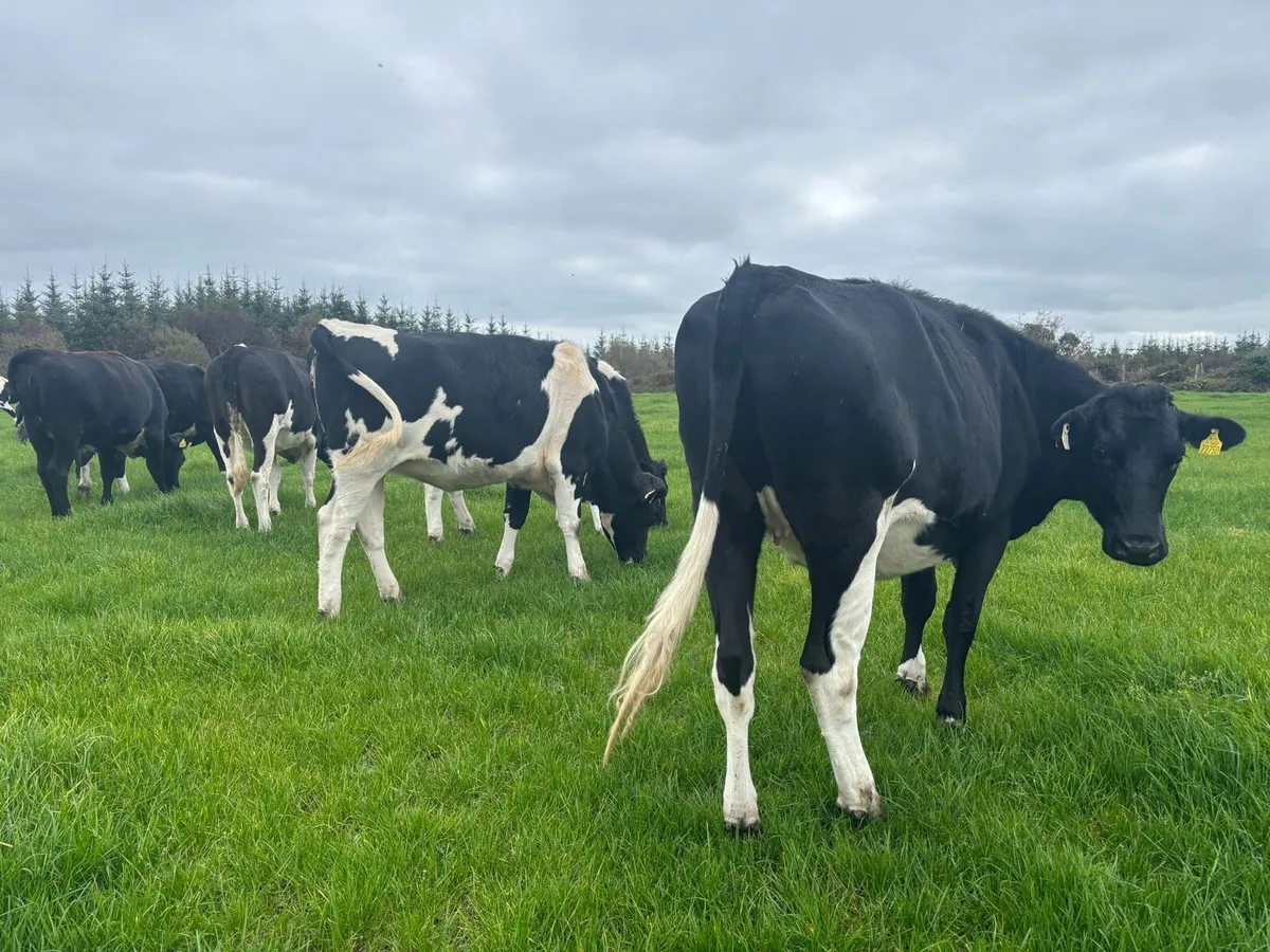 30 fr Heifers - Image 3