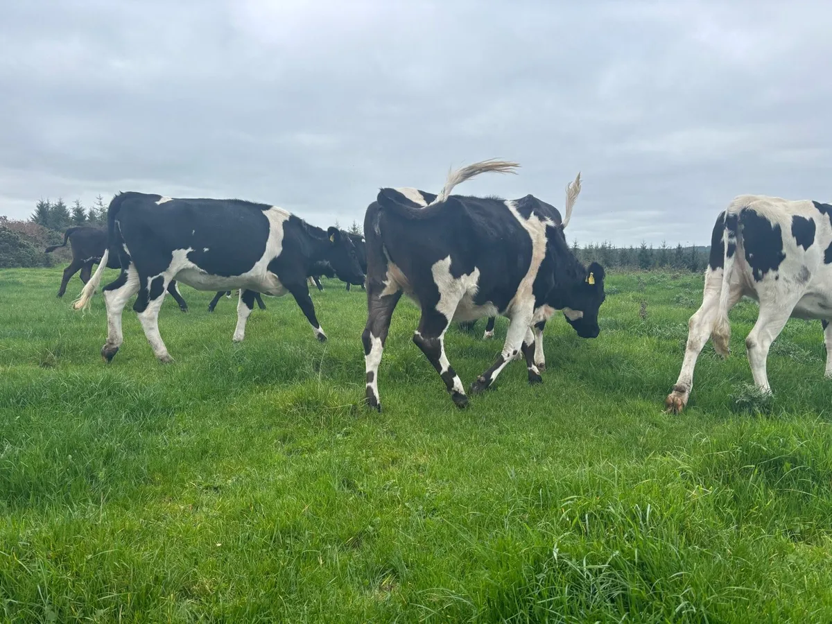 30 fr Heifers - Image 4