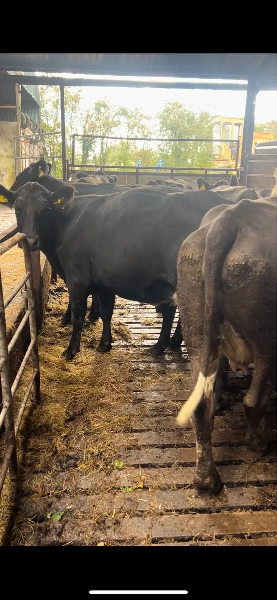 Incalf cows - Image 1