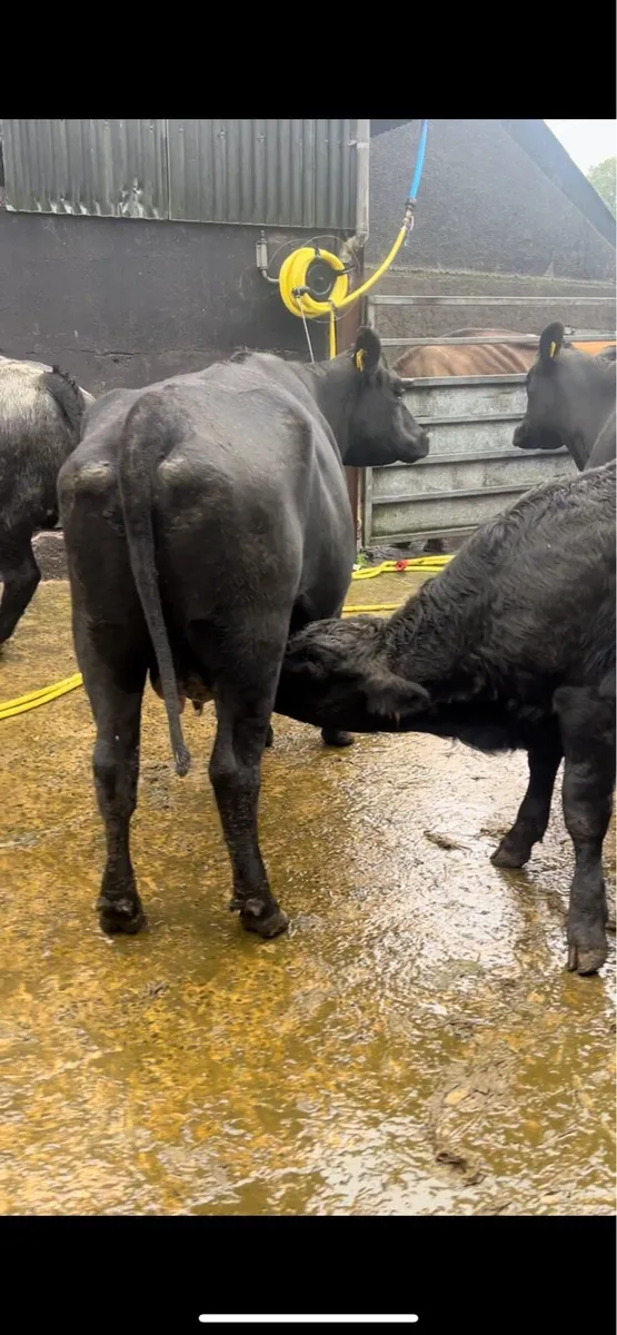 Incalf cows - Image 2