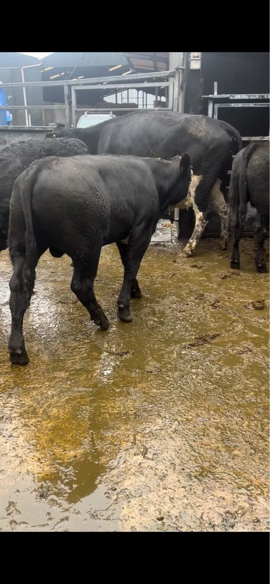 Incalf cows - Image 3