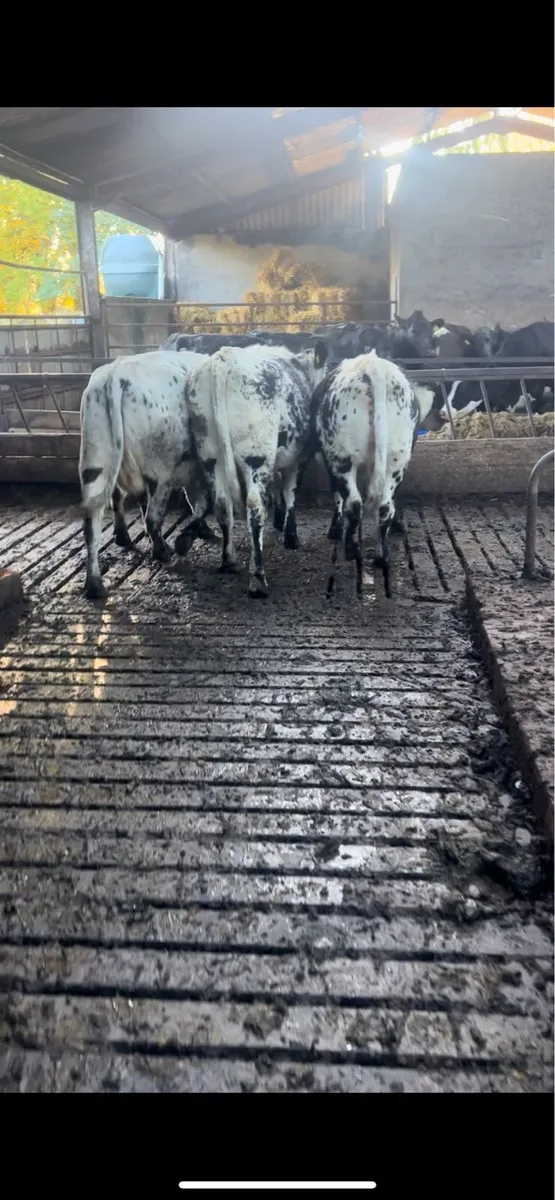 Incalf cows - Image 4