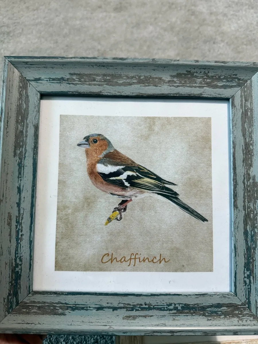 3 Framed birds prints - Image 2