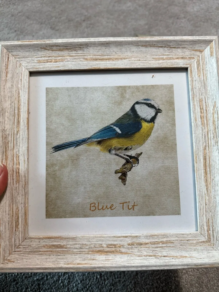 3 Framed birds prints - Image 3