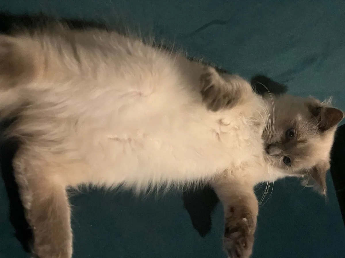 Pure bread ragdoll kitten - Image 2