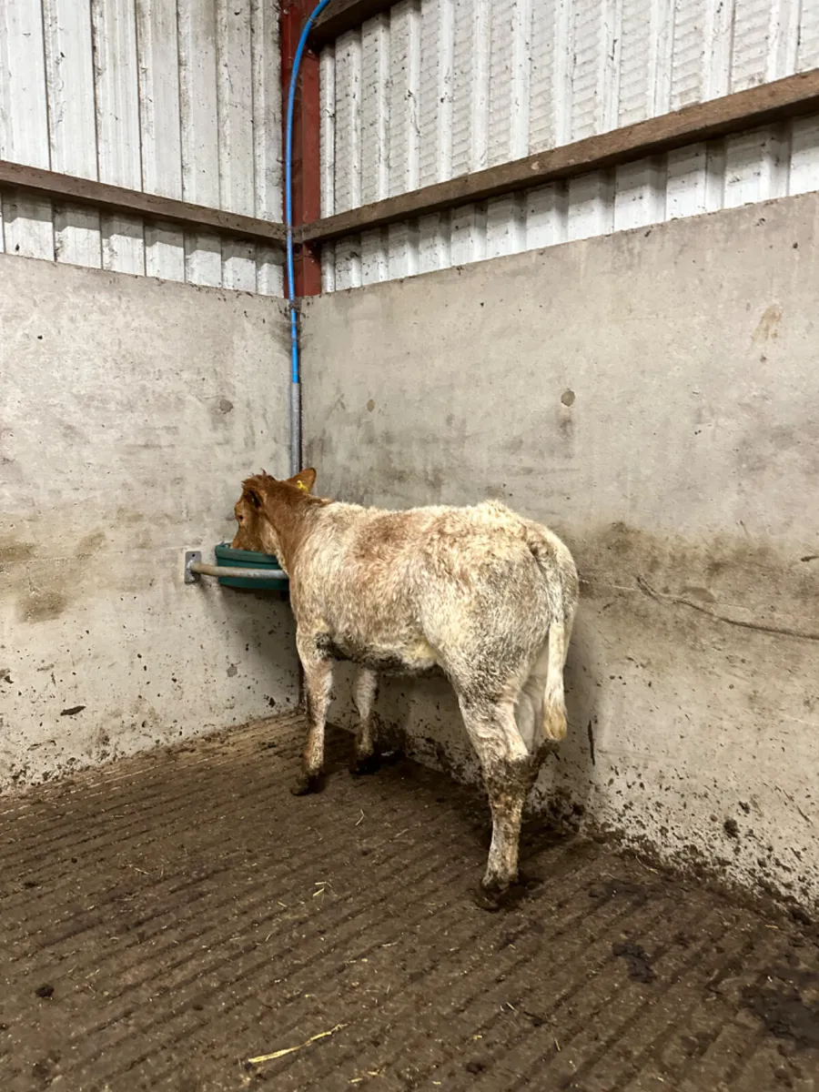 Roaned heifer - Image 3