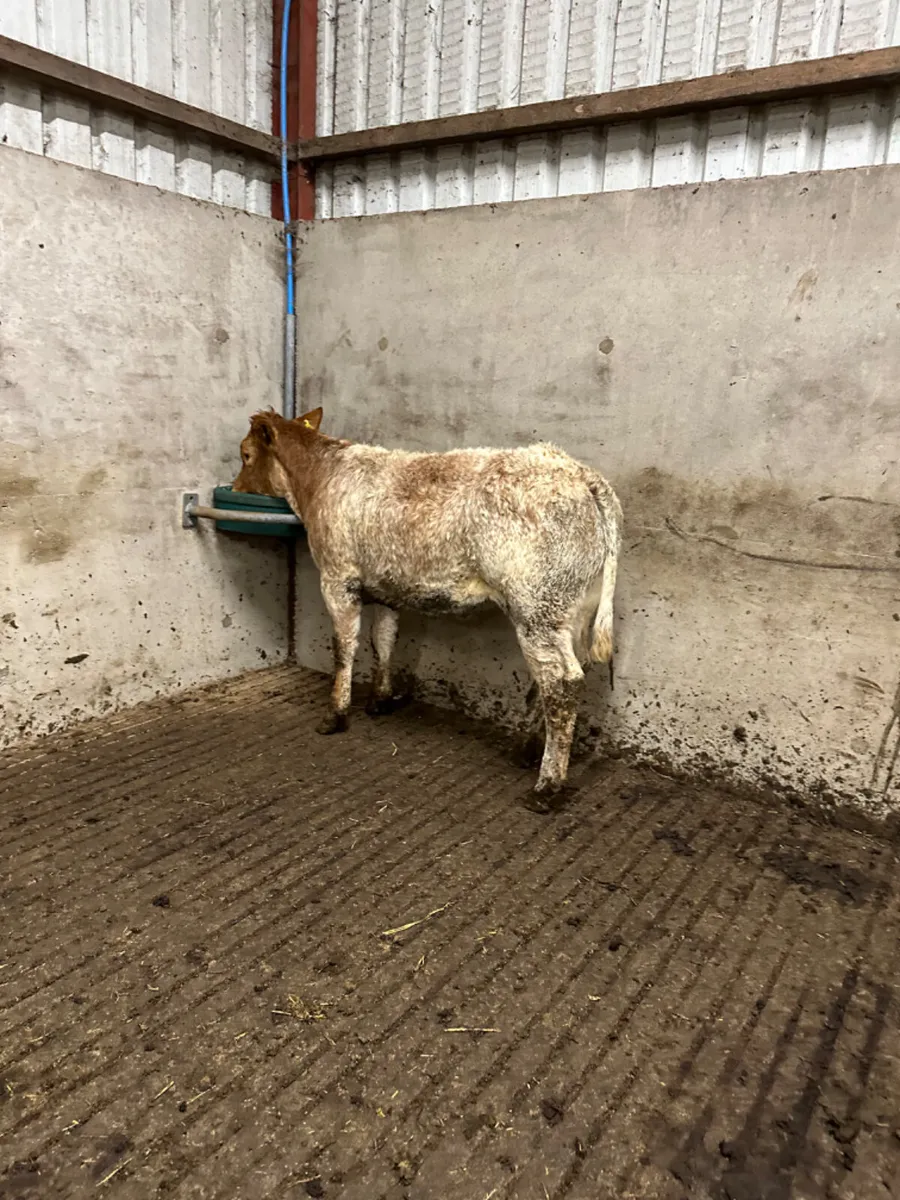 Roaned heifer - Image 2