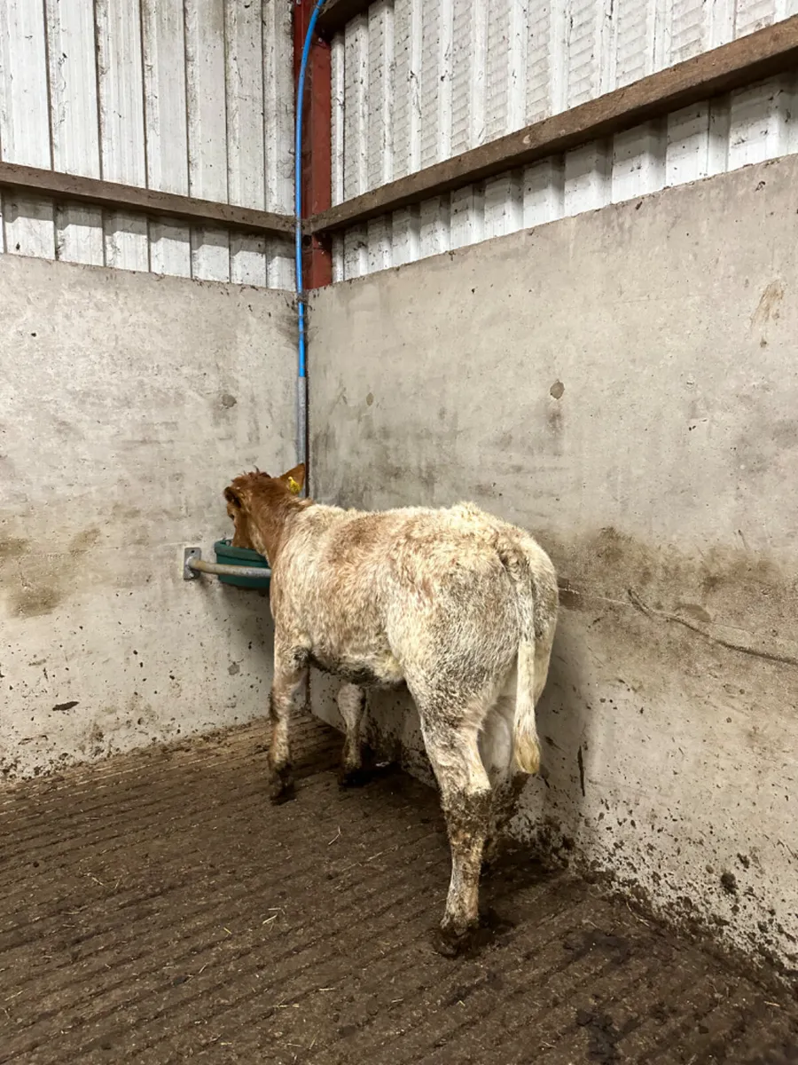 Roaned heifer - Image 4