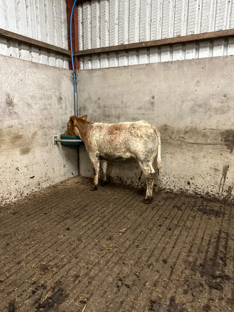 Roaned heifer - Image 1