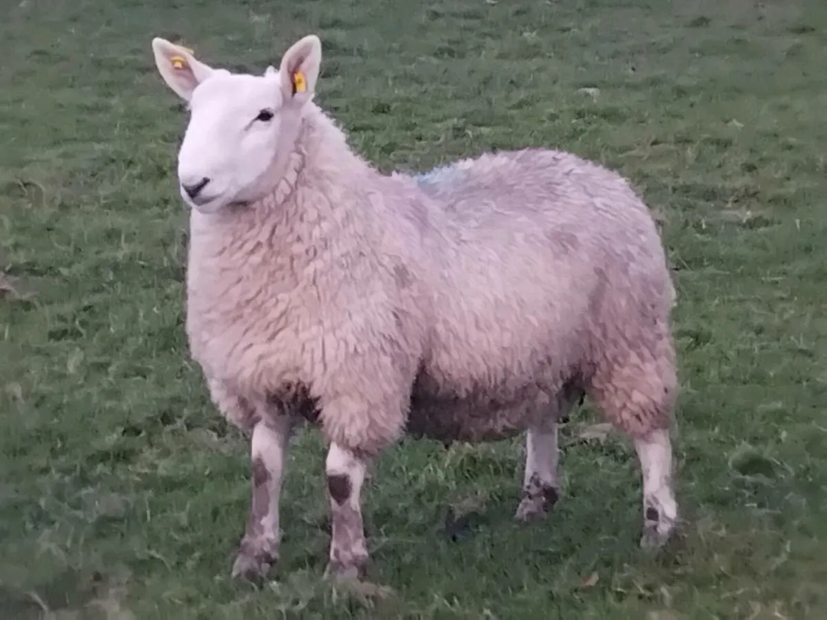 Pbnr Cheviot Ram Lamb - Image 1