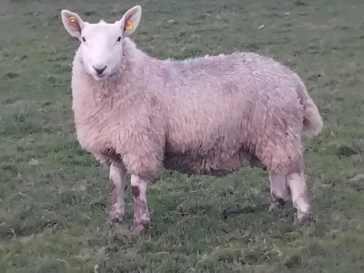 Pbnr Cheviot Ram Lamb - Image 2