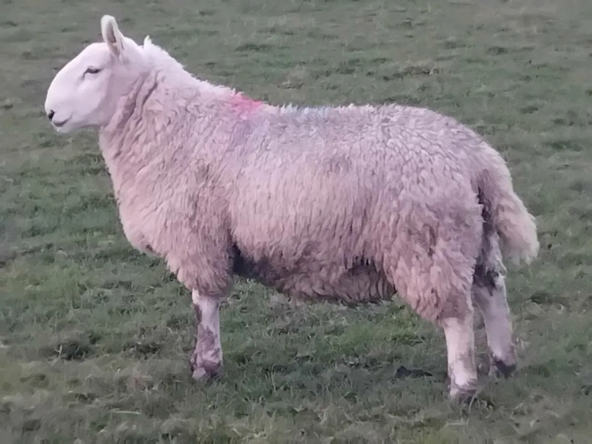 Pbnr Cheviot Ram Lamb - Image 3