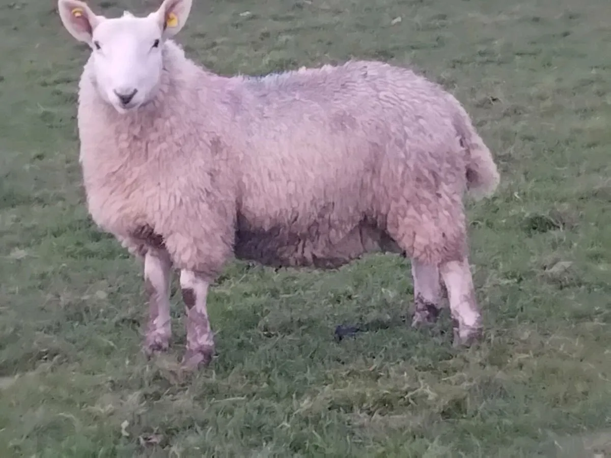Pbnr Cheviot Ram Lamb - Image 4