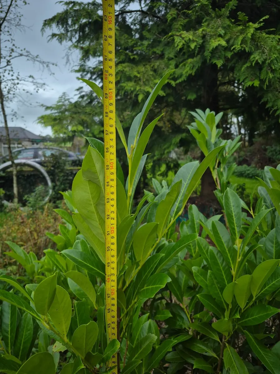 Common Laurels for sale. Over 5ft - Image 1