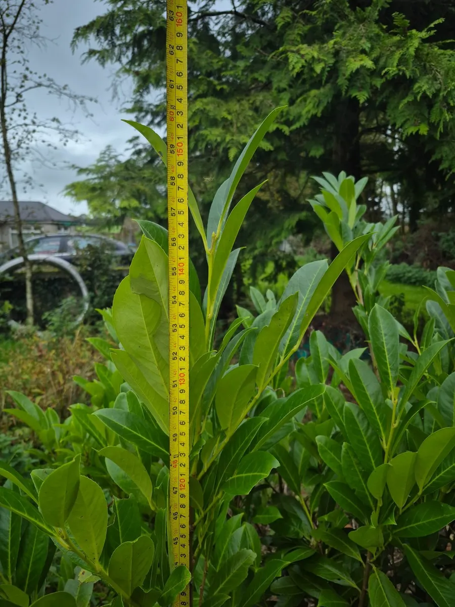 Common Laurels for sale. Over 5ft - Image 2